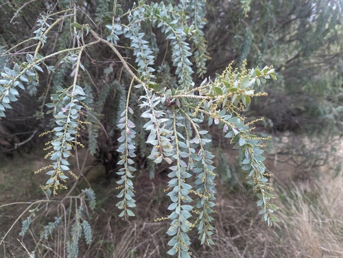 hairy wattle (Acacia vestita)