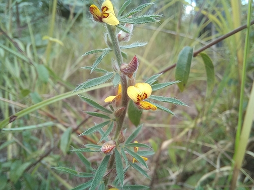 Crotalaria alexandri