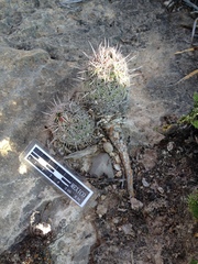 Coryphantha pseudoechinus pseudoechinus