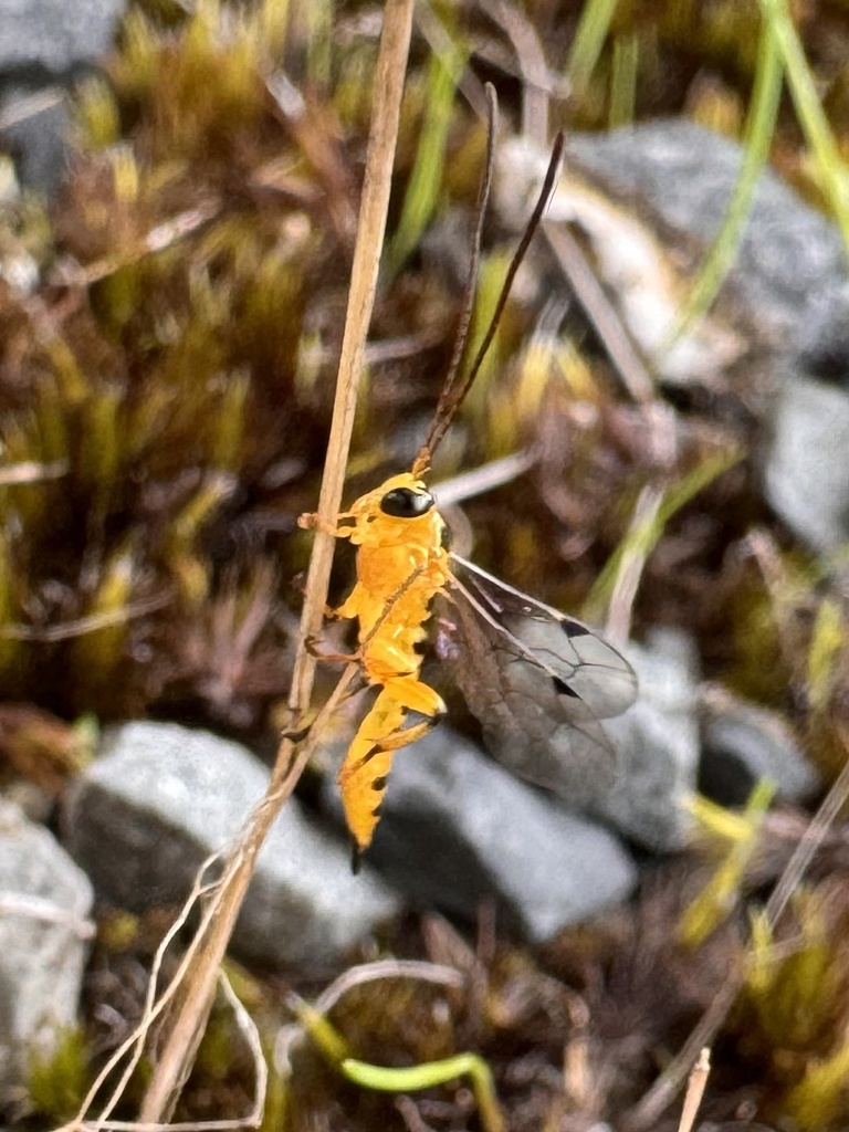 Yellow-banded Leafroller Parasitoid Wasp in April 2024 by redbox ...