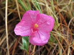 Oenothera deserticola