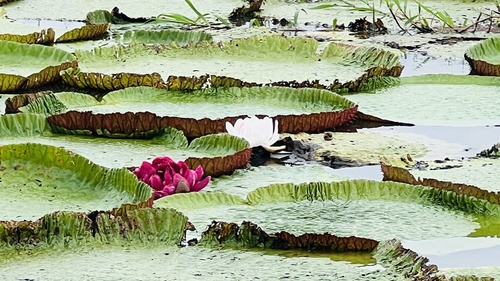 Amazon Giant Waterlily