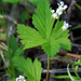 Rubus pubescens - Photo (c) aarongunnar,  זכויות יוצרים חלקיות (CC BY), uploaded by aarongunnar