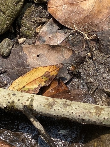 Red Dwarf Honey Bee