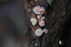 Mycena roseoflava