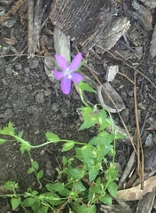 Triodanis biflora