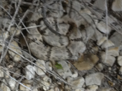 Crotalus lepidus