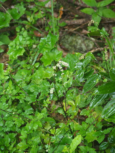 Artemisia lactiflora, photograph 1