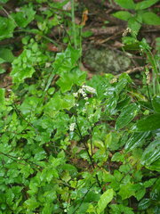 Artemisia lactiflora, photograph author not stated, no rights reserved