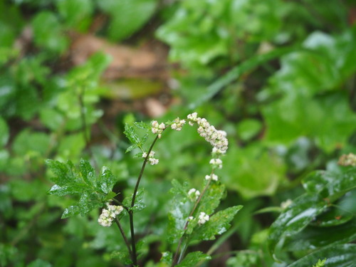 White mugwort (Artemisia lactiflora)