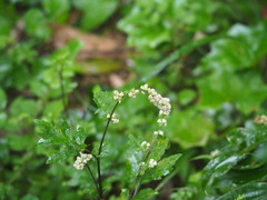 Artemisia lactiflora