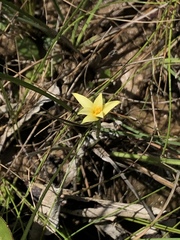 Hypoxis wrightii