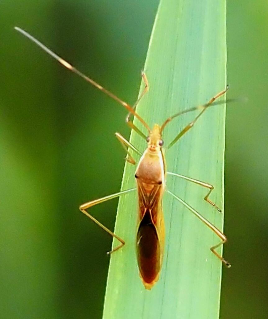 Paddy Bug from Tallebudgera Creek Bend Reserve QLD 4228, Australia on ...