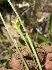 Hypoxis wrightii