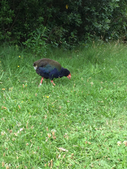 Porphyrio hochstetteri