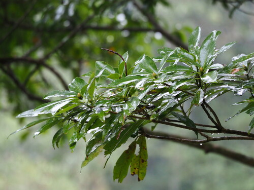 Image of Large-Leaved Nanmu (Machilus japonicus) by no rights reserved