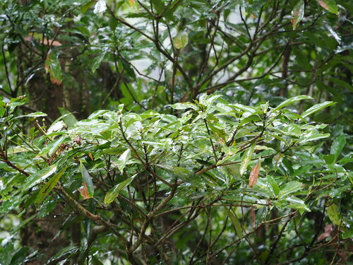 Image of Large-Leaved Nanmu (Machilus japonicus) by no rights reserved
