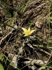 Hypoxis wrightii
