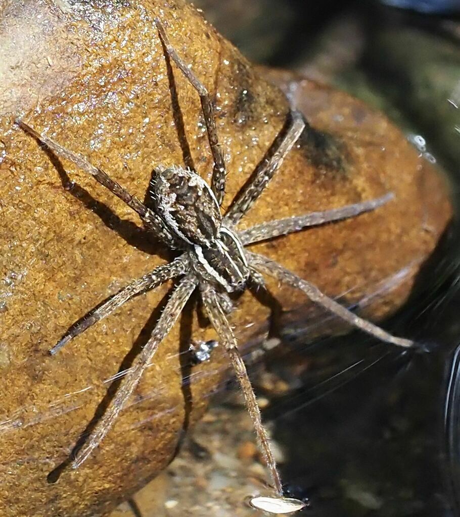 Fishing Spiders from Tallebudgera Creek Bend Reserve QLD 4228 ...