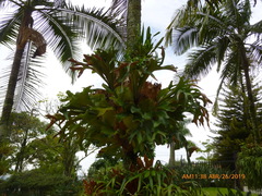 Platycerium alcicorne