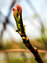 Toxicodendron vernix