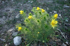 Adonis vernalis