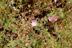 Sidalcea diploscypha