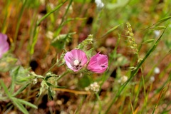 Sidalcea diploscypha