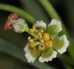 Euphorbia wrightii