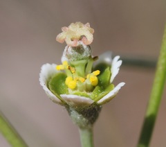 Euphorbia wrightii