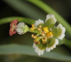 Euphorbia wrightii