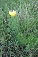 Adonis vernalis