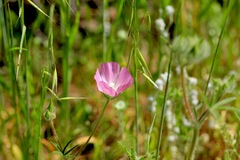 Sidalcea diploscypha