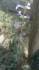 Penstemon fendleri