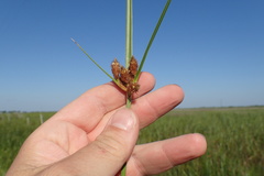 Bolboschoenus robustus