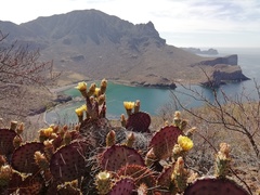 Opuntia gosseliniana