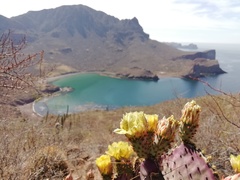 Opuntia gosseliniana