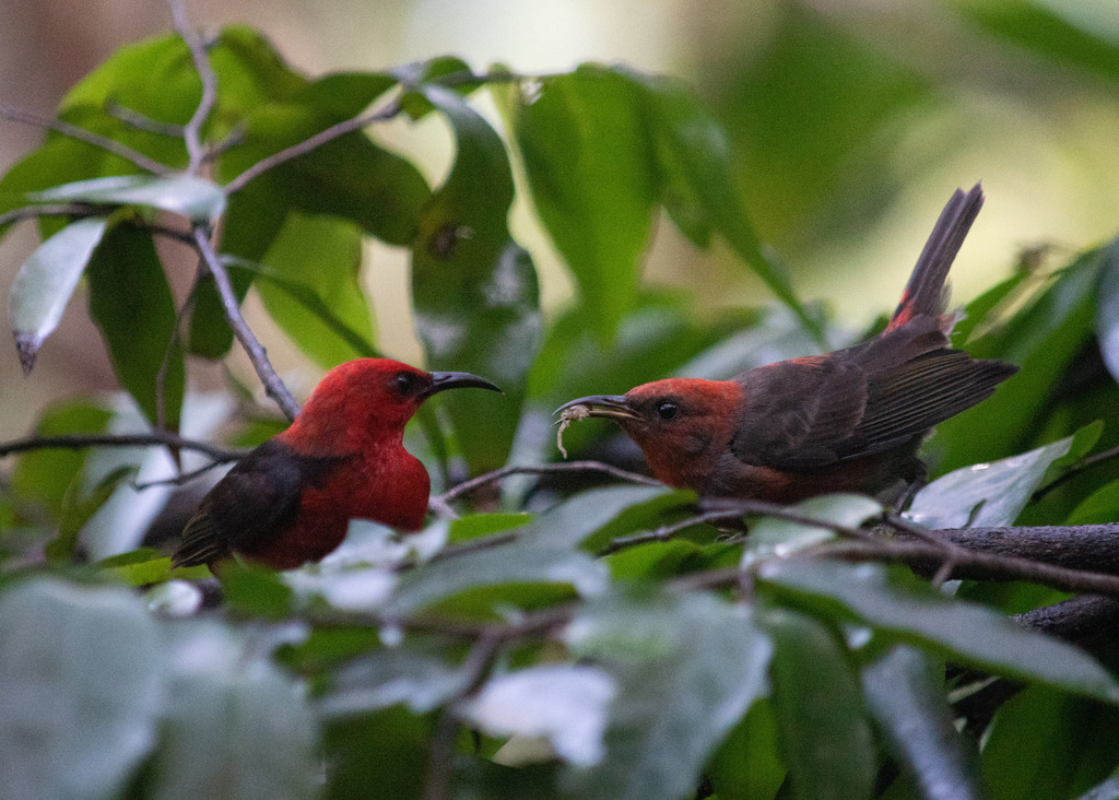 Micronesian Myzomela from Japanese Caves, Tinian, CNMI on June 16, 2022