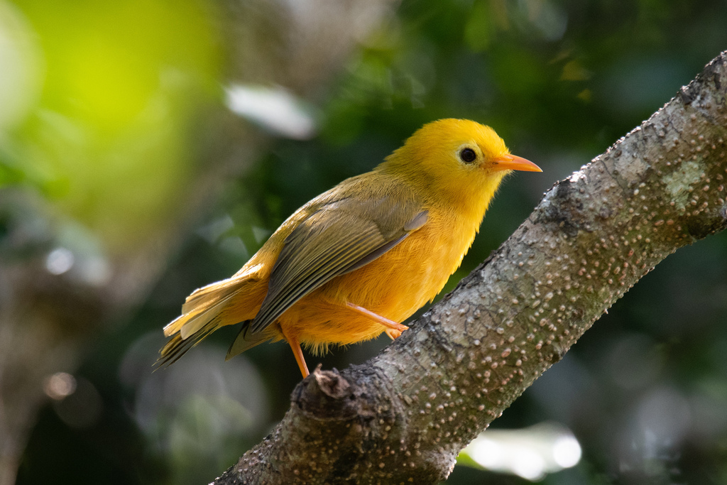 Golden White-Eye