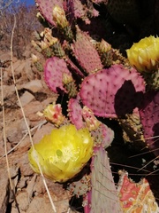 Opuntia gosseliniana