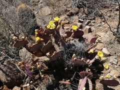 Opuntia gosseliniana
