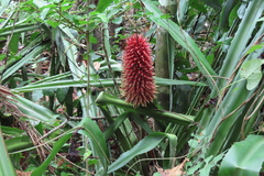 Aechmea magdalenae image