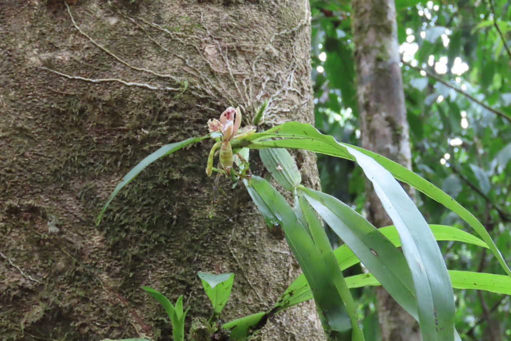Aspasia epidendroides from Provincia de Puntarenas, Puerto Jiménez