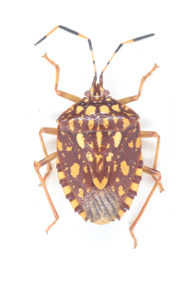 Phalaecus ruckesi