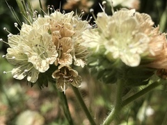 Phacelia malvifolia