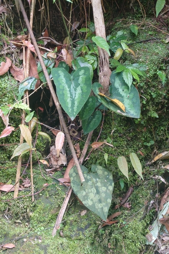 Asarum macranthum, photograph 4