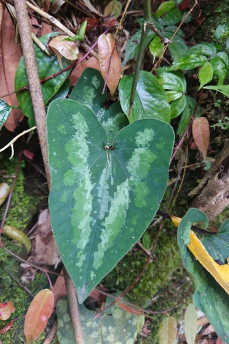 Asarum macranthum, photograph 5
