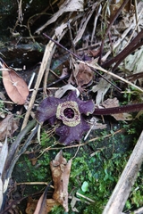 Asarum macranthum, photograph 如此甚好, CC BY, iNaturalist via GBIF