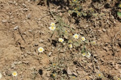 Malacothrix floccifera