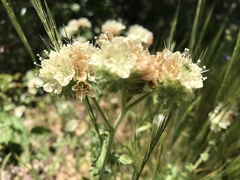 Phacelia malvifolia